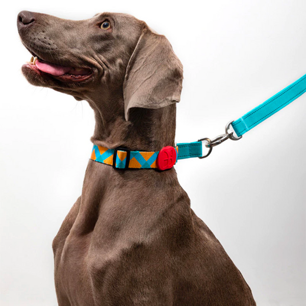 All About Martingale Dog Collars