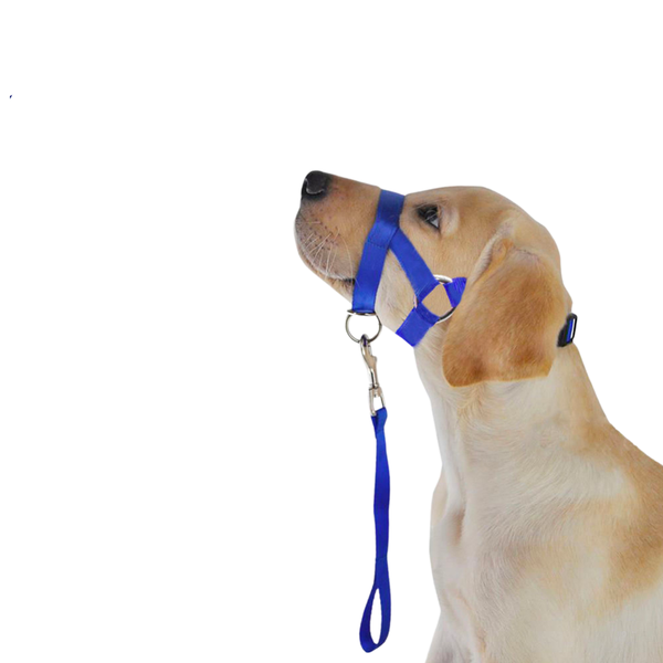 Halter/Halti Dog Collar